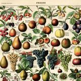 Gravure ancienne 1923 - Fruits du monde - planche saveur vintage