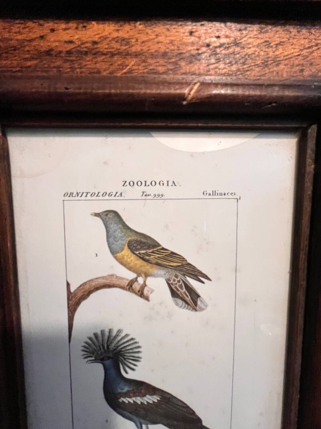 Ornithological engraving