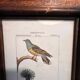 Ornithological engraving