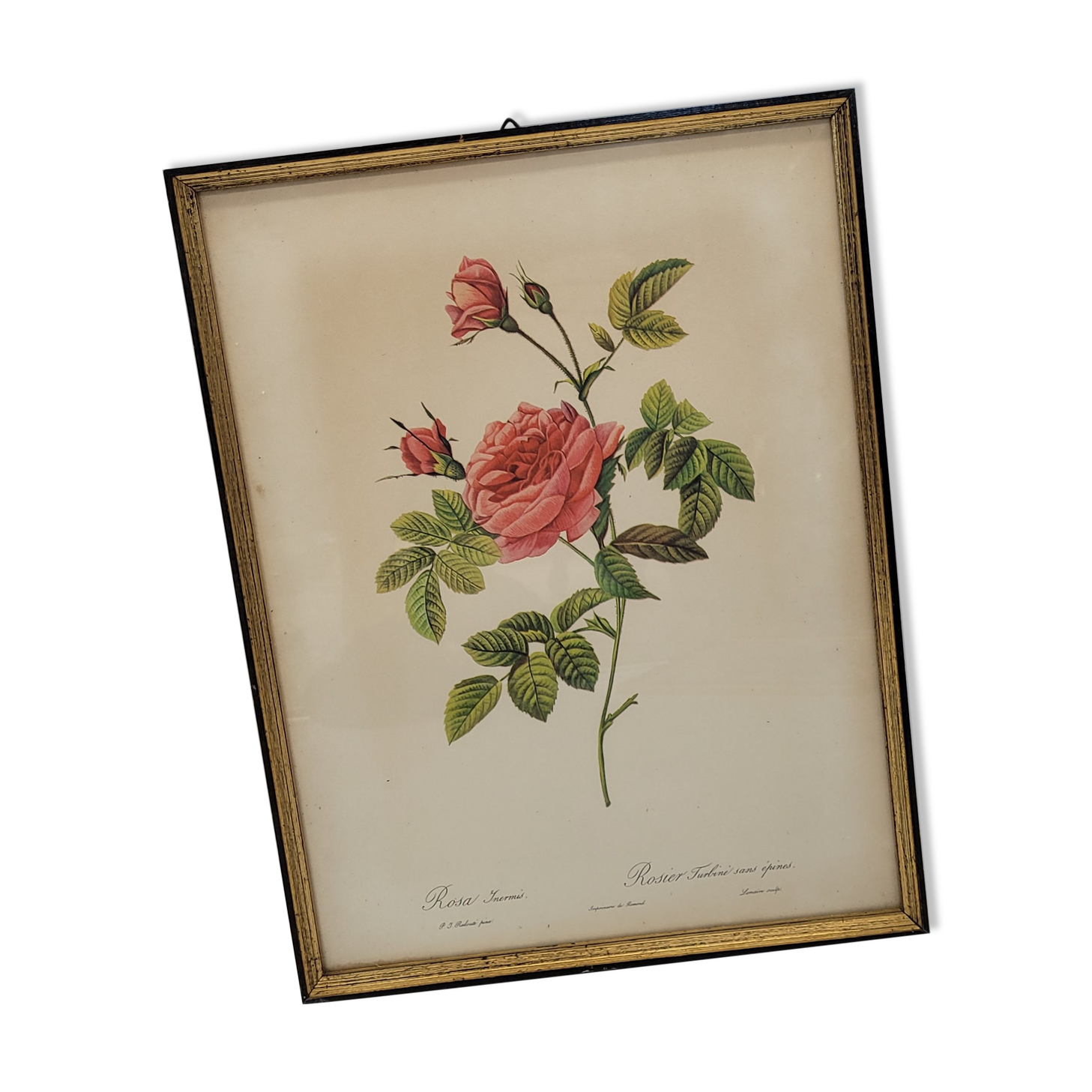 Lithograph Turbiné rose without thorns frame