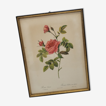 Lithograph Turbiné rose without thorns frame