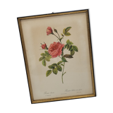 Lithograph Turbiné rose without thorns frame