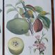 set of 6 botanical posters - fruit trees, flowers, butterflies