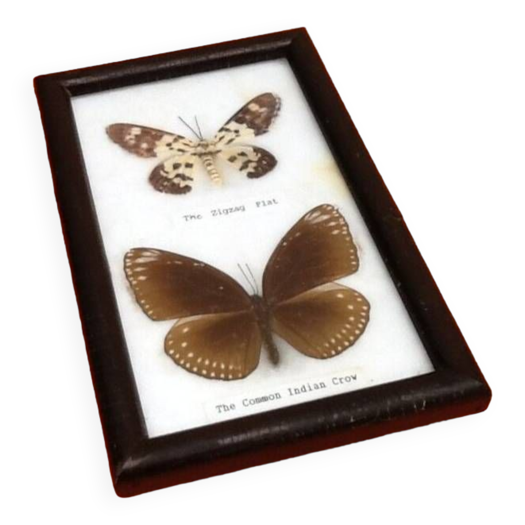 Cabinet de curiosités d’ Entomologie