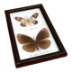 Cabinet de curiosités d’ Entomologie