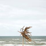 The Palm Tree