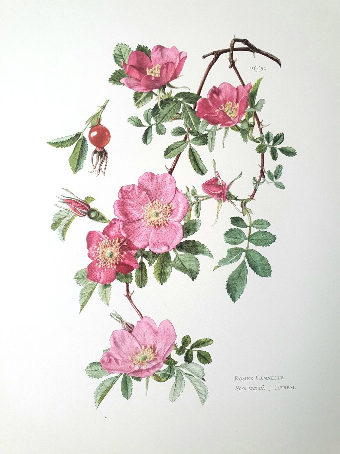 Set of 2 botanical plates roses