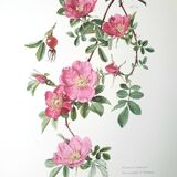 Set of 2 botanical plates roses
