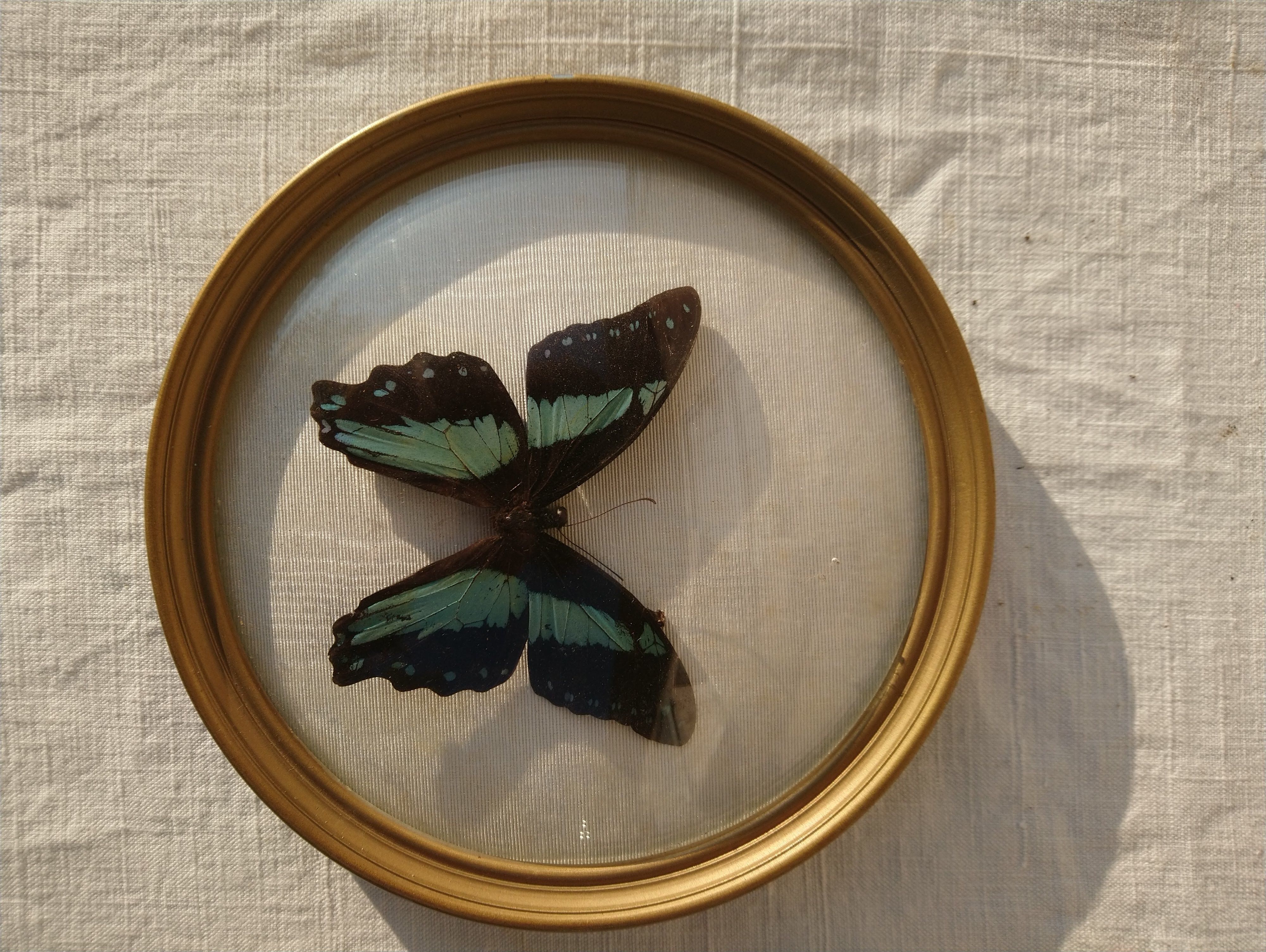 Butterfly round shape