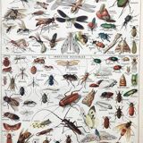 Botanical Plank Insects