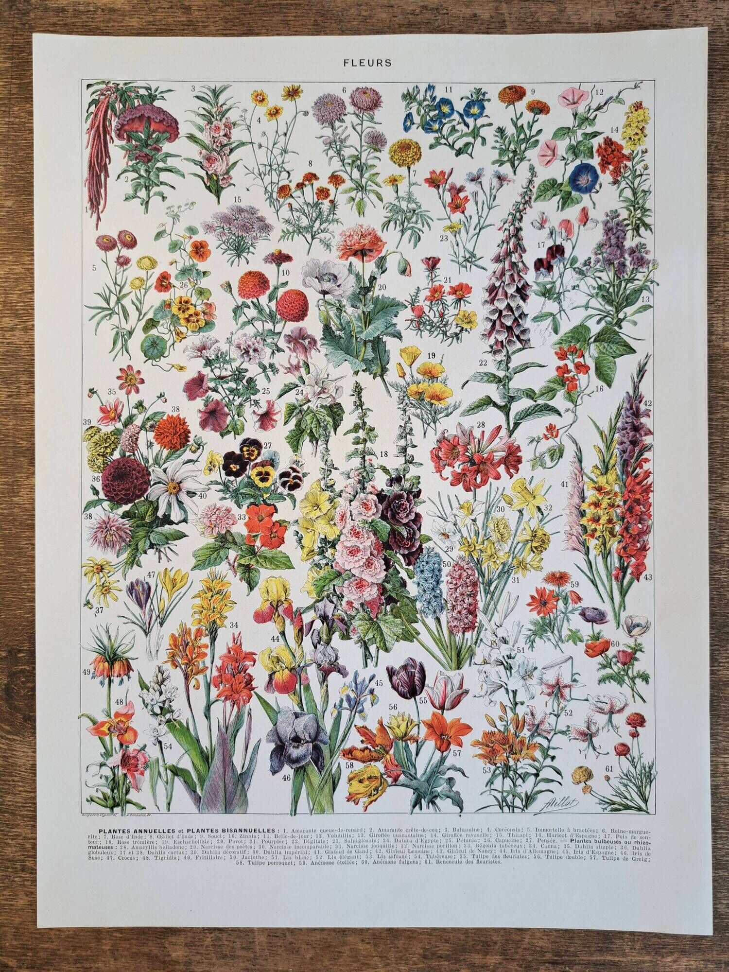 Old botanical plate "Flowers" – 1930