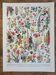 Ancienne planche botanique « Fleurs » – 1930