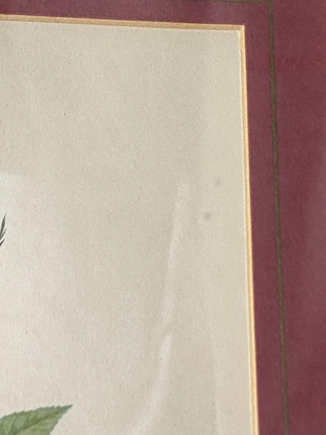 Botanical poster, P-J Redouté, brass frame