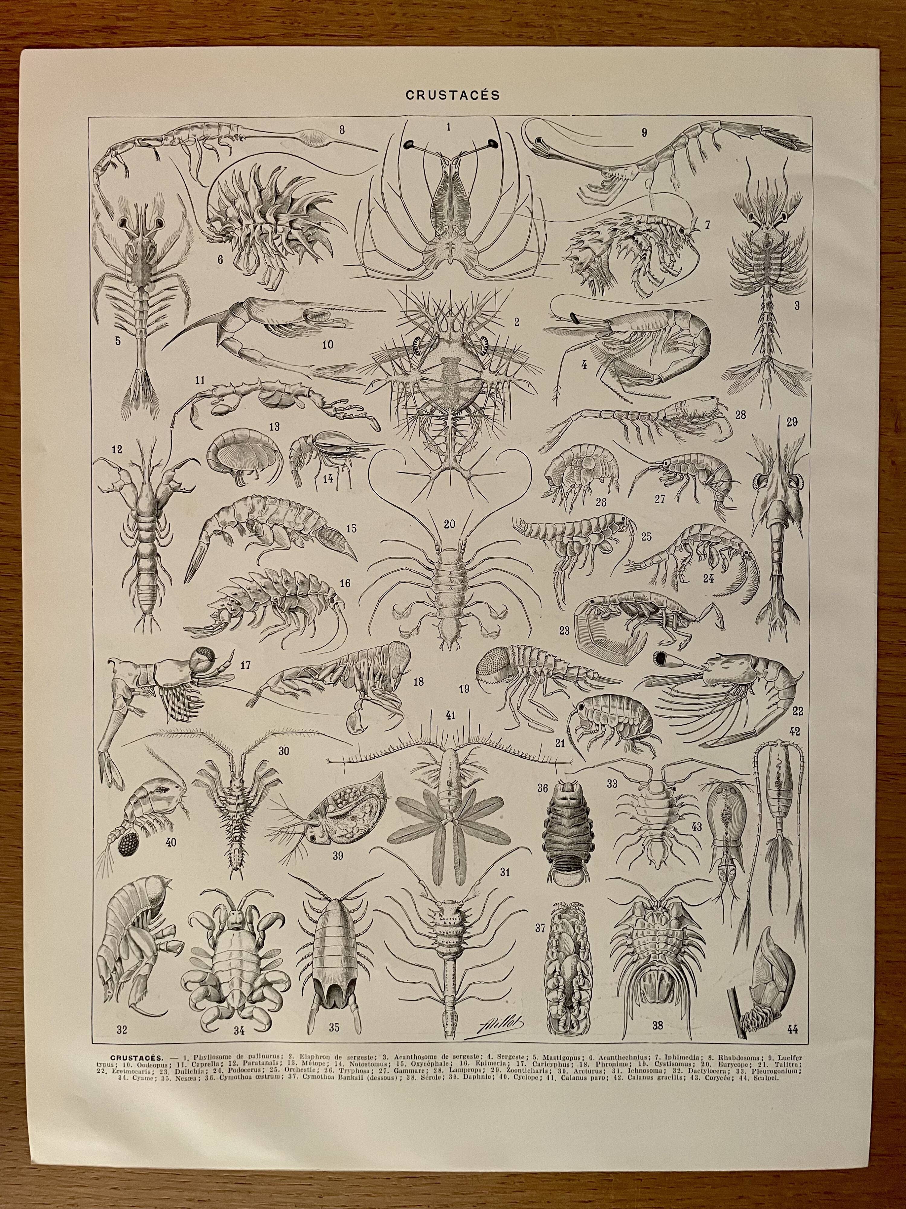 Lithograph on crustaceans - 1930