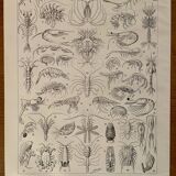 Lithograph on crustaceans - 1930