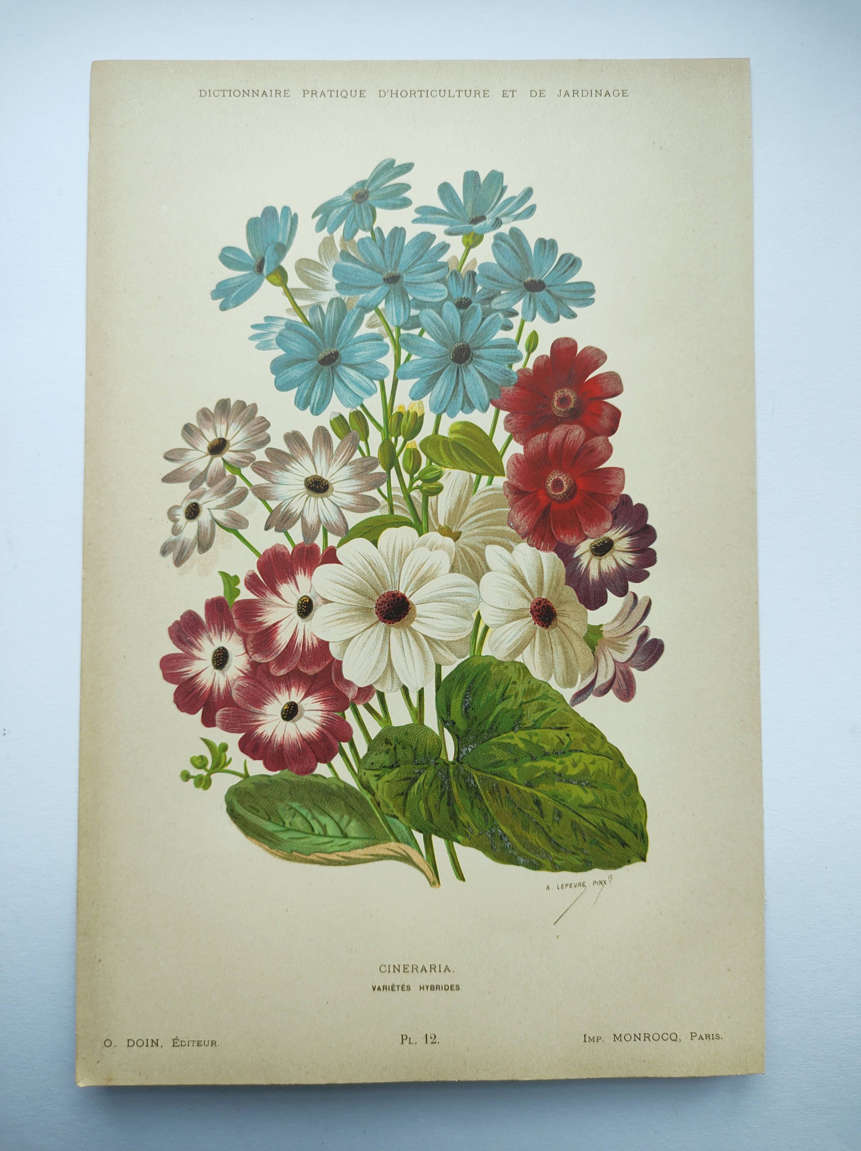 Gravure botanique de 1897 - Cinéraire - Planche originale . Lithographie ancienne de fleur A.Lefevre