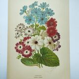 Gravure botanique de 1897 - Cinéraire - Planche originale . Lithographie ancienne de fleur A.Lefevre