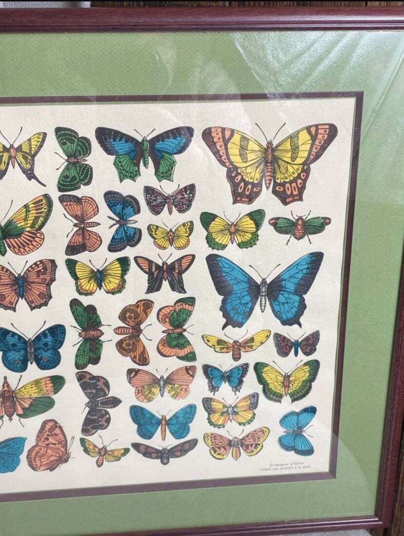 Affiche, planche papillons par l’imagerie d’Epinal