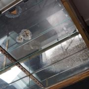 Counter or shop window in oak glass and brass France around 1920