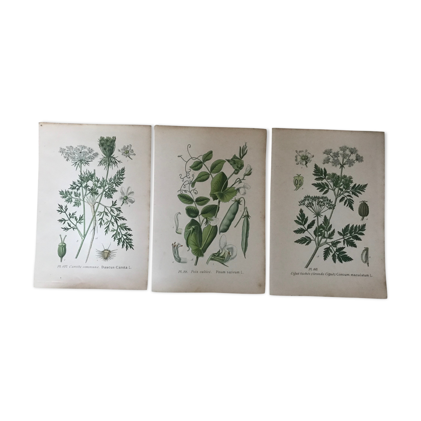 Ancient botanical boards