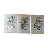 Ancient botanical boards