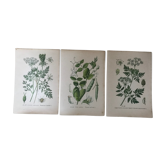 Ancient botanical boards