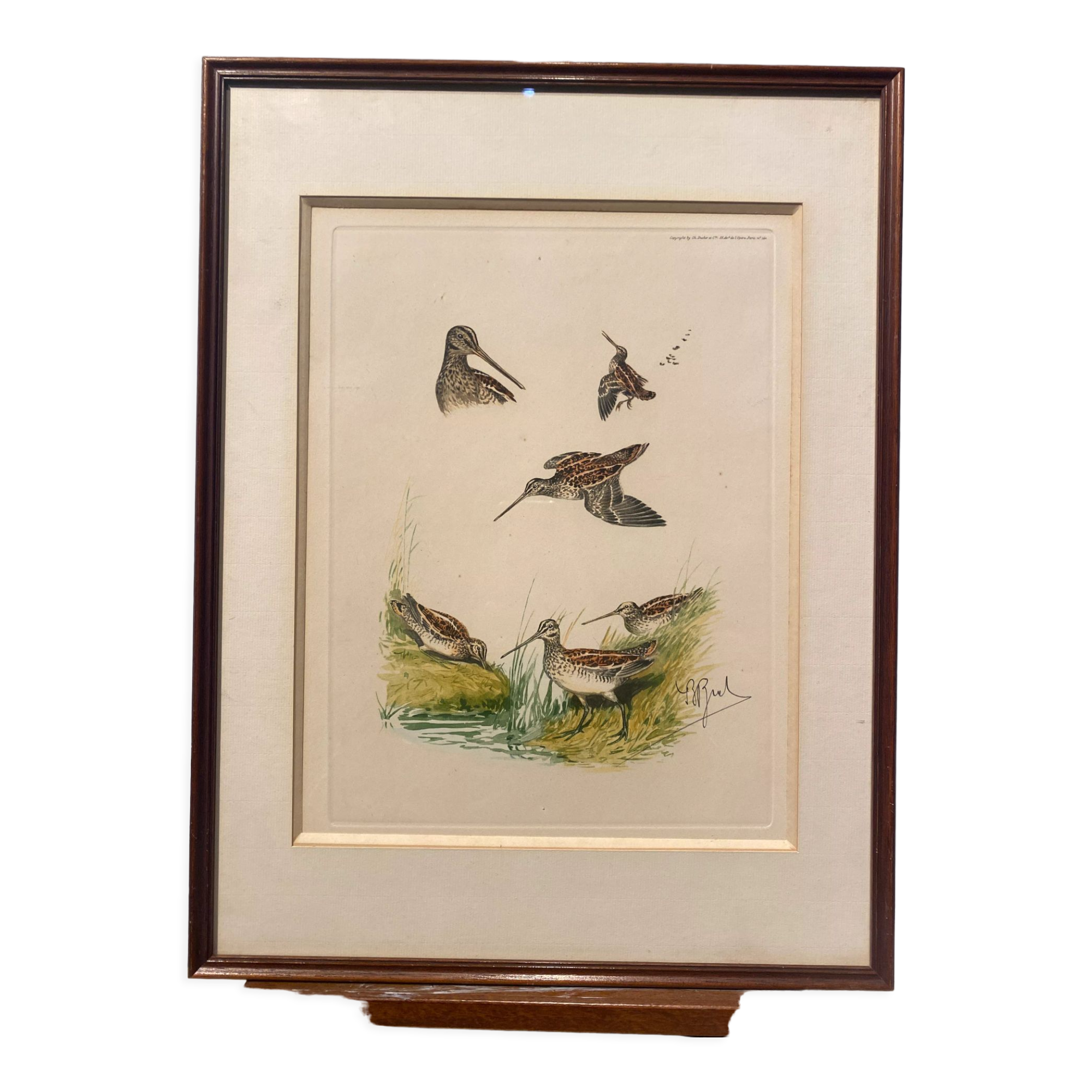 Gravure de chasse sur le thème de la bécasse sauvage