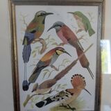 Lithographic frame of birds