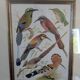 Cadre lithographique d'oiseaux
