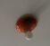 Orange ceiling lights