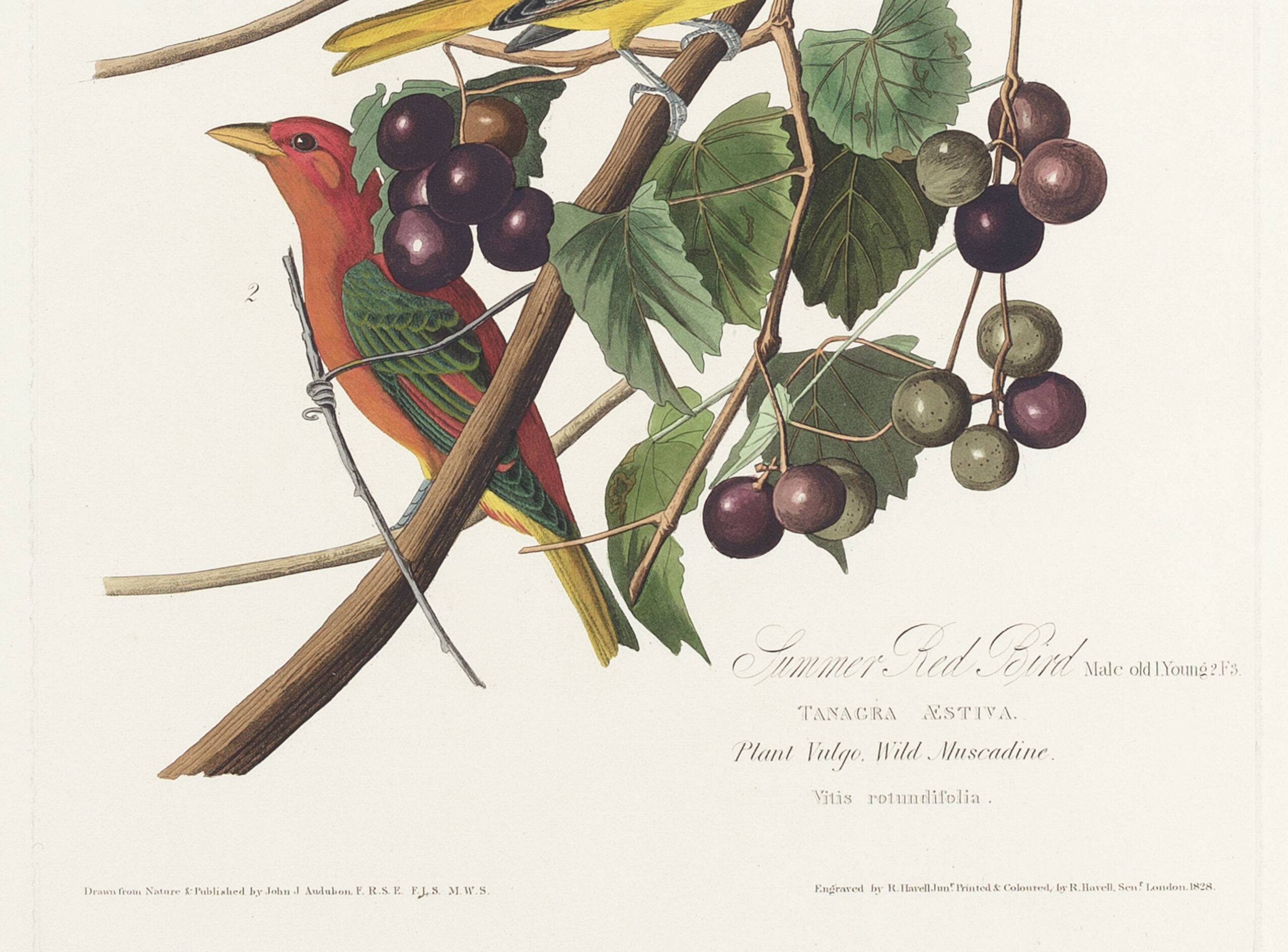Poster about the Scarlet Tanager, based on an old engraving from 1827.