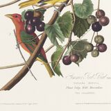 Poster about the Scarlet Tanager, based on an old engraving from 1827.