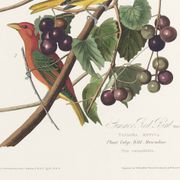 Affiche sur le Tangara écarlate, d’après une gravure ancienne de 1827.