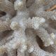 Brush coral