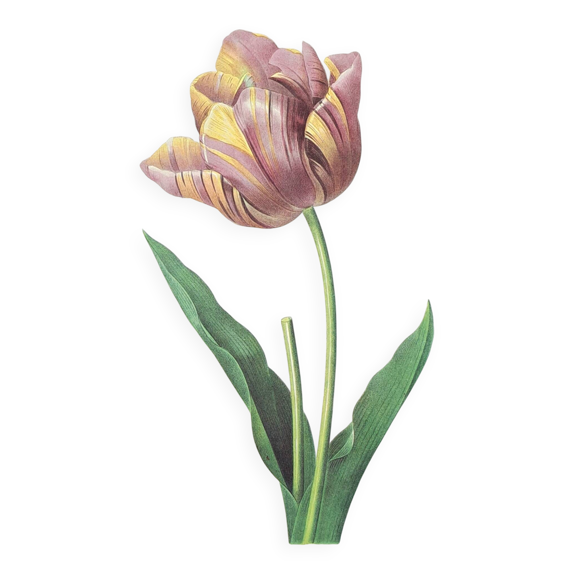 Cultivated tulip