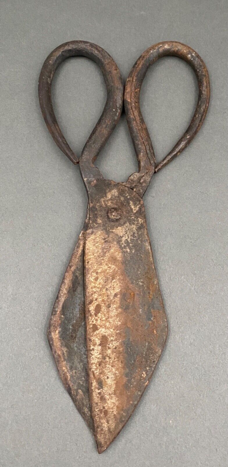 Scissors for shearing sheep