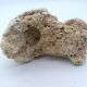 Brain coral. Favite.
