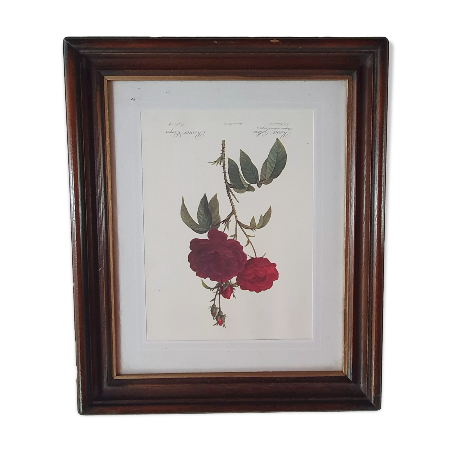 Cadre tableau lithographie botannique plante rosier eveque rouge vintage 37 30