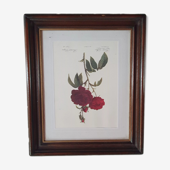 Cadre tableau lithographie botannique plante rosier eveque rouge vintage 37 30