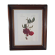Cadre tableau lithographie botannique plante rosier eveque rouge vintage 37 30