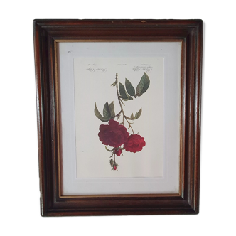 Cadre tableau lithographie botannique plante rosier eveque rouge vintage 37 30