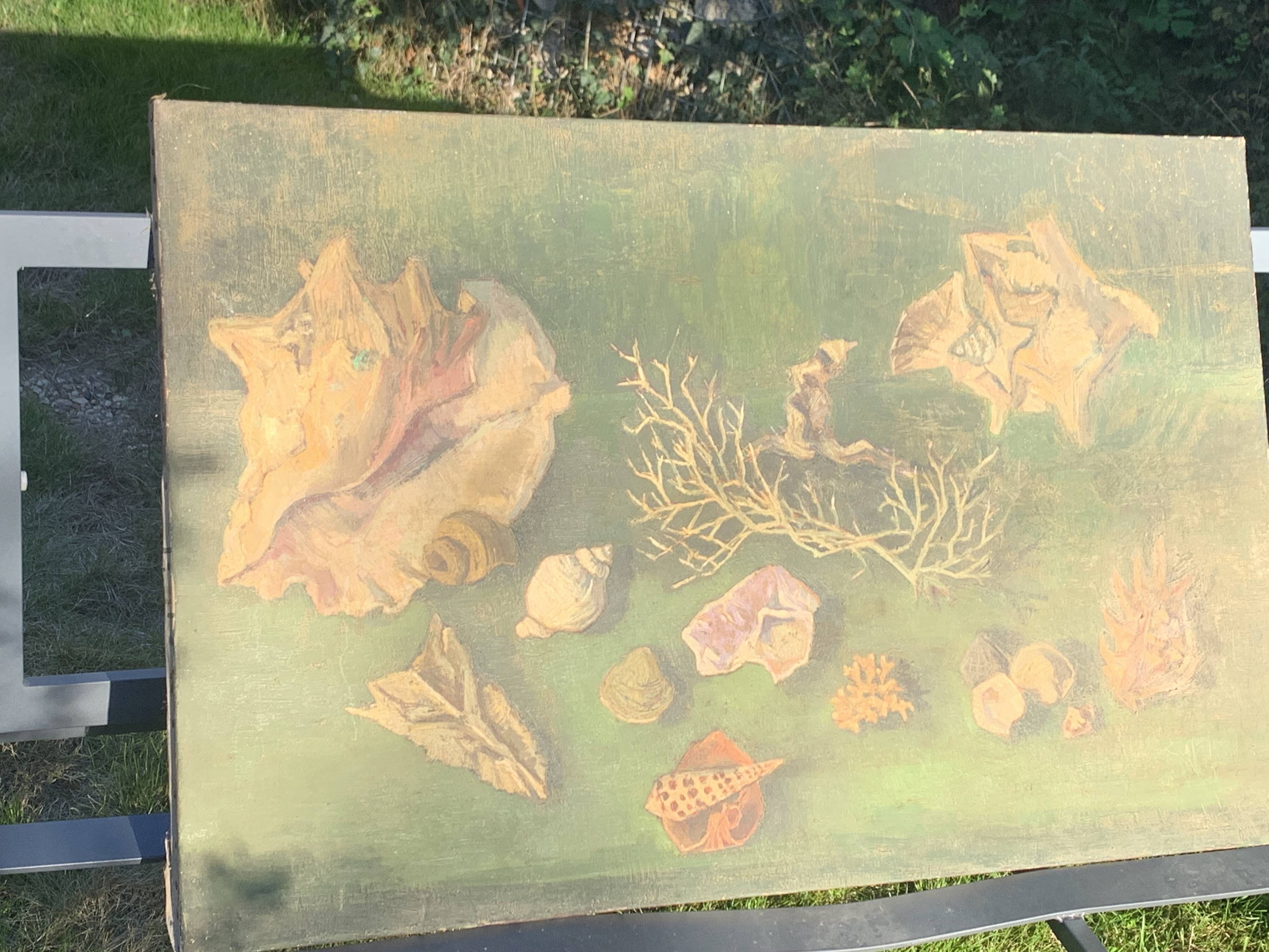 Large painting of shells, cabinet of curiosities, sign, vintage