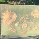 Large painting of shells, cabinet of curiosities, sign, vintage