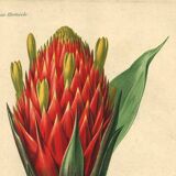 Botanical engraving from 1896 by Descamps-Sabouret • Caraguata conifer • Old lithograph