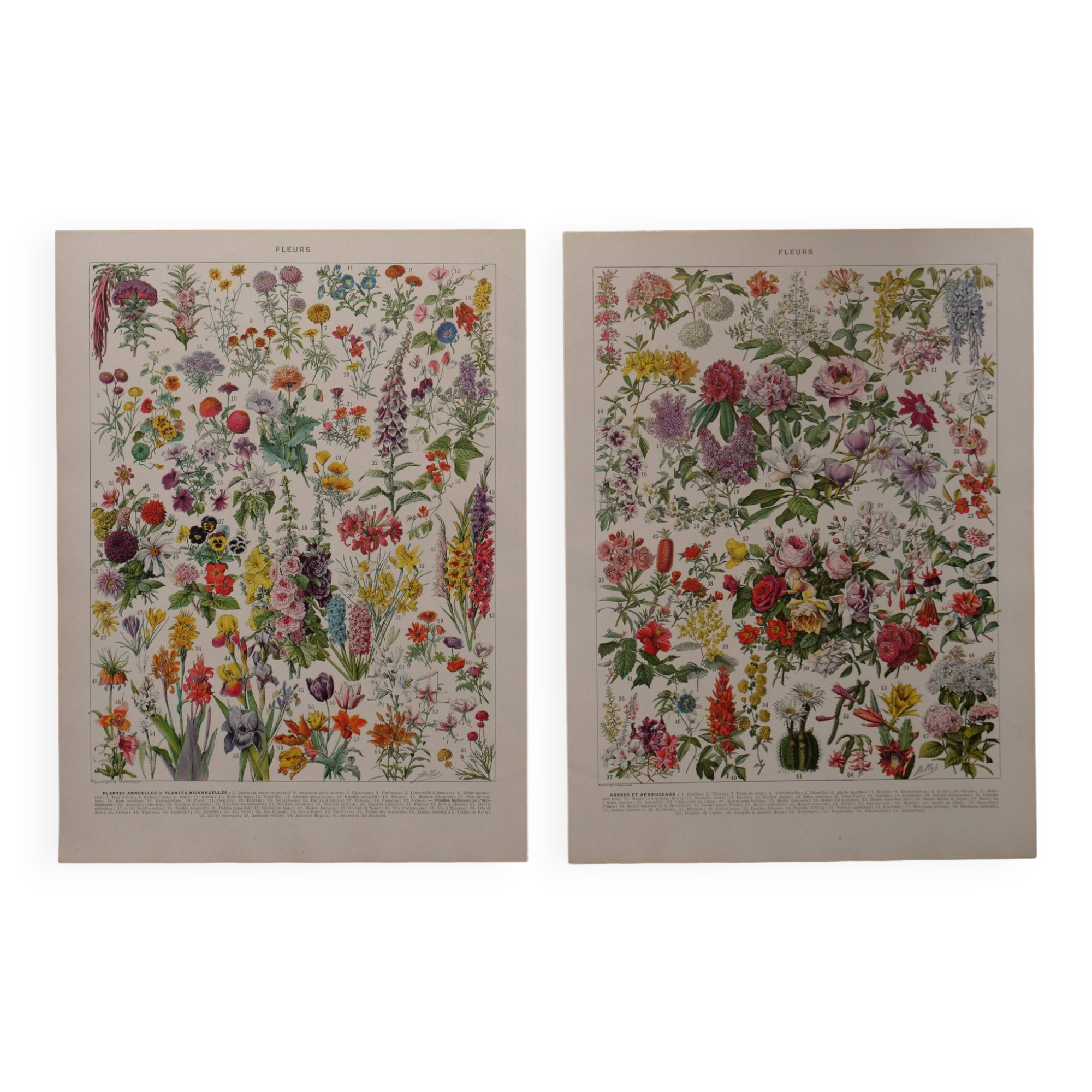 Original lithographs on flowers