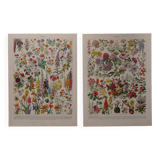 Lithographies originales sur les fleurs