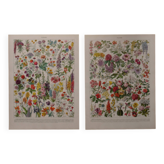 Lithographies originales sur les fleurs