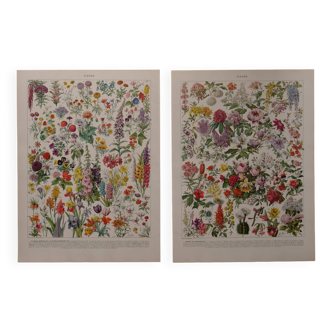 Original lithographs on flowers