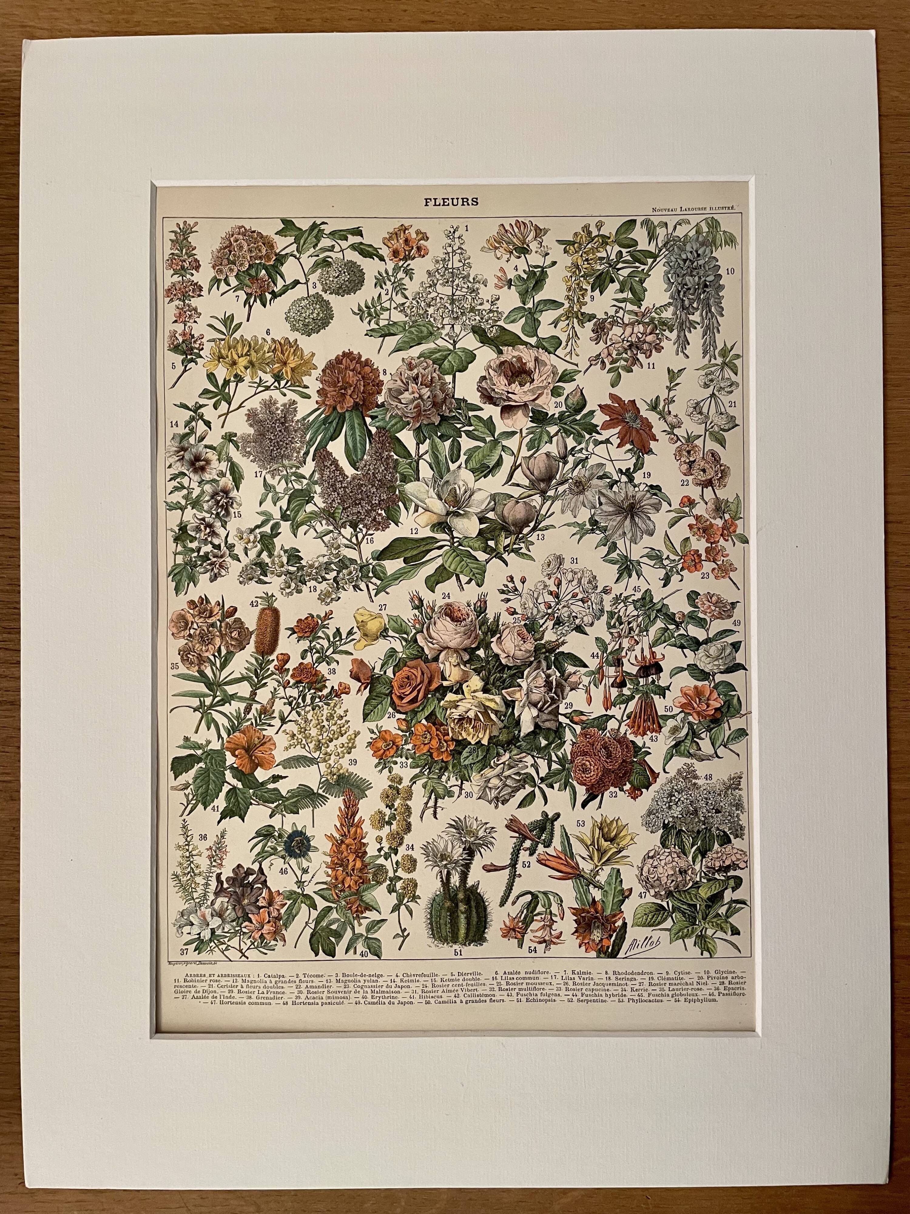 Lithograph engraving on flowers (catalpa) - 1900