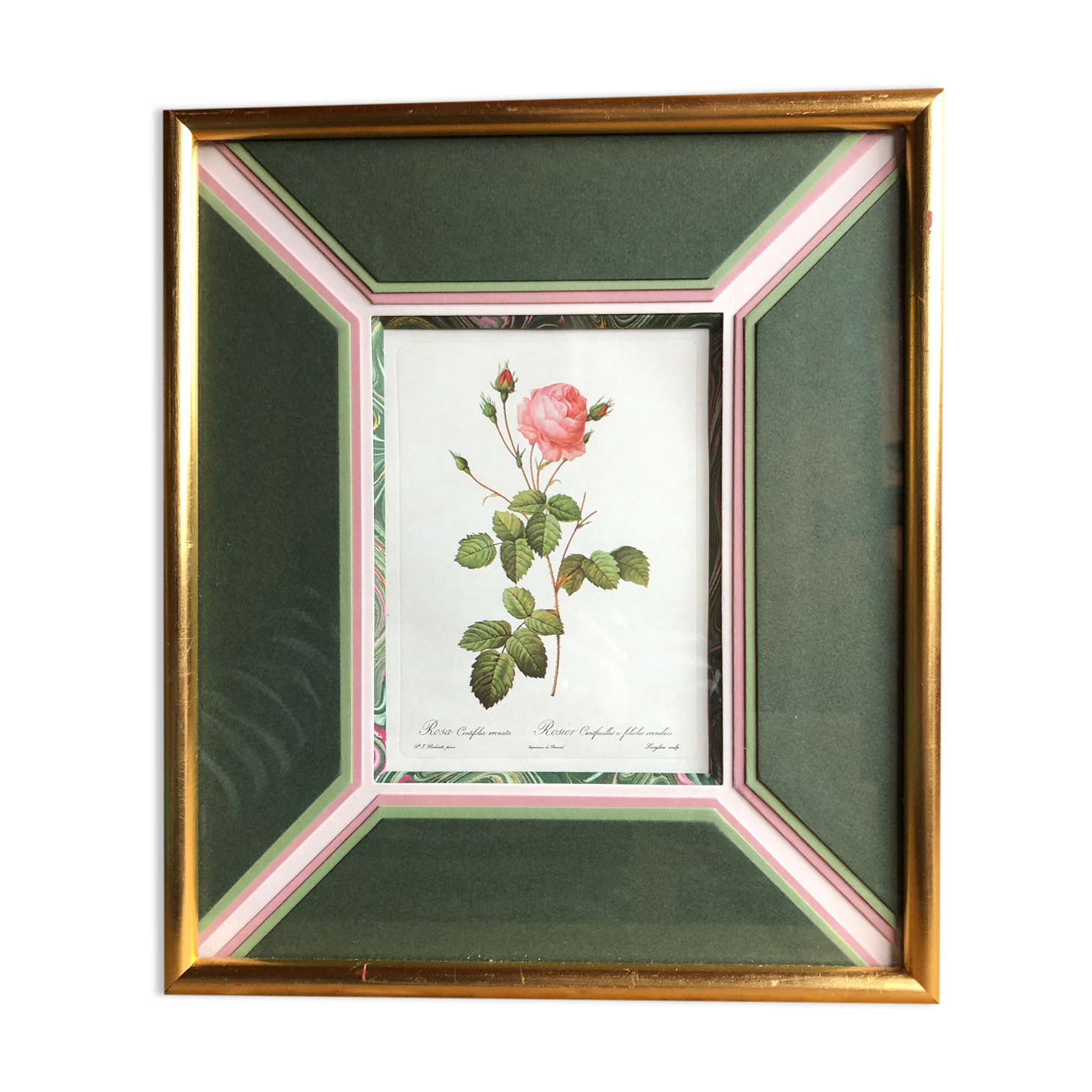 Old lithography botanical plate rose hundred sheets & golden frame vintage